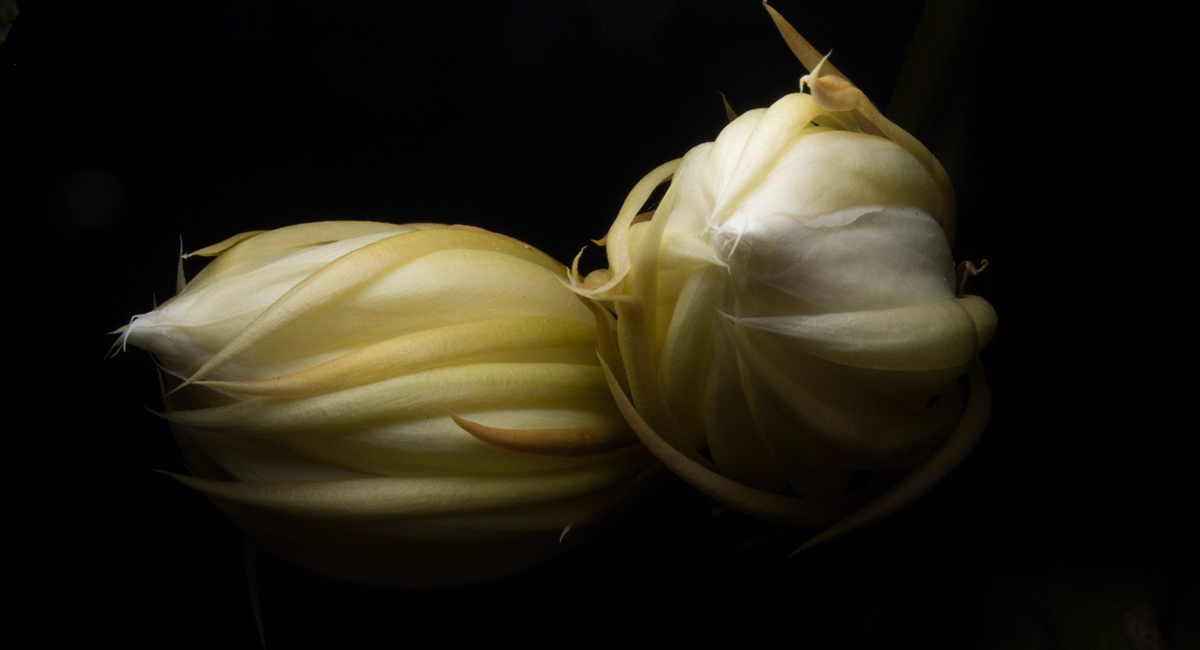 DSCN4144.jpg