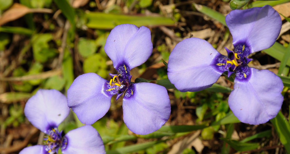 _DSC0173.jpg