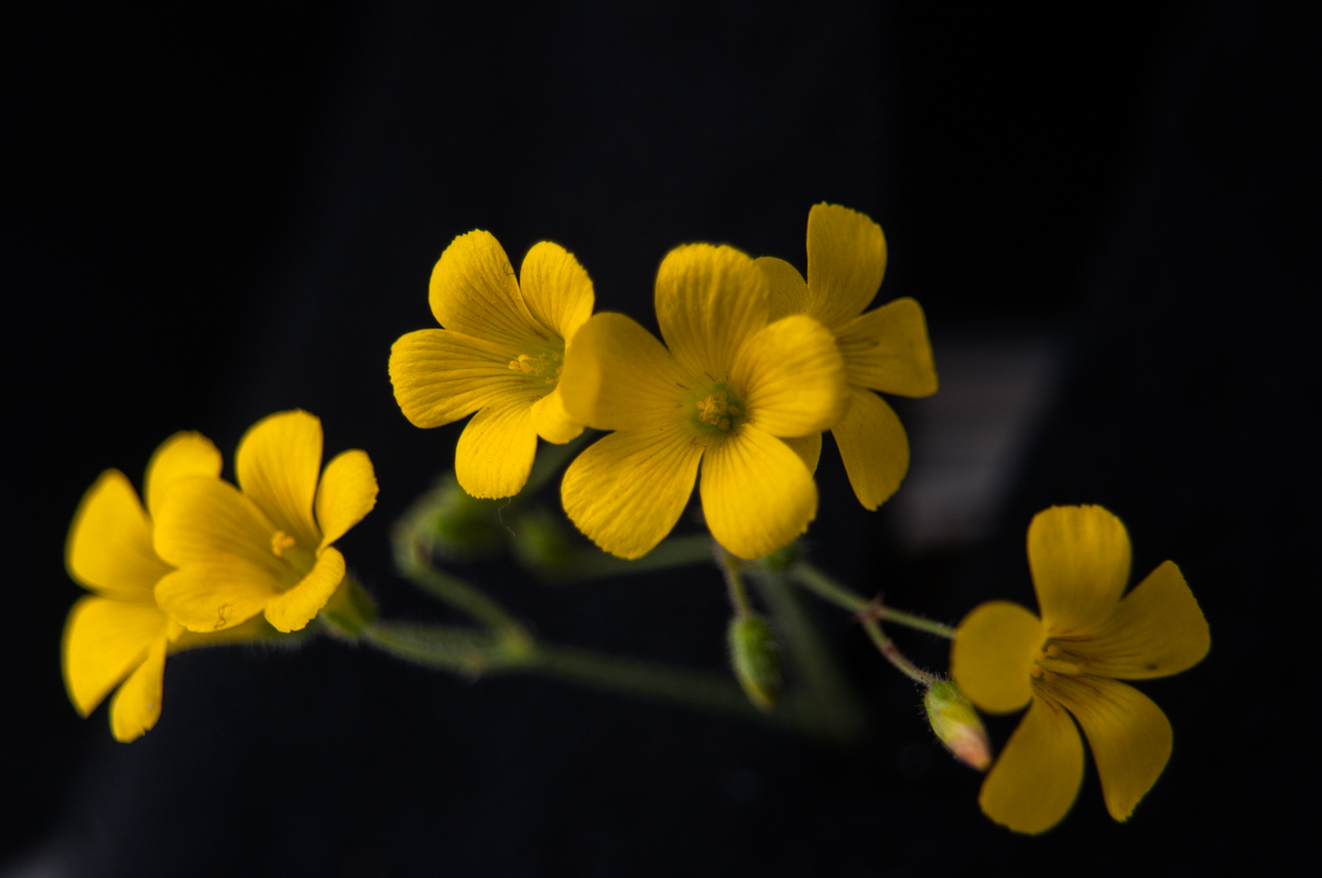 _DSC5357.jpg