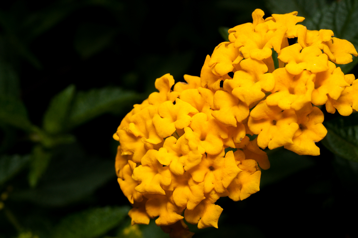 _DSC7354.jpg