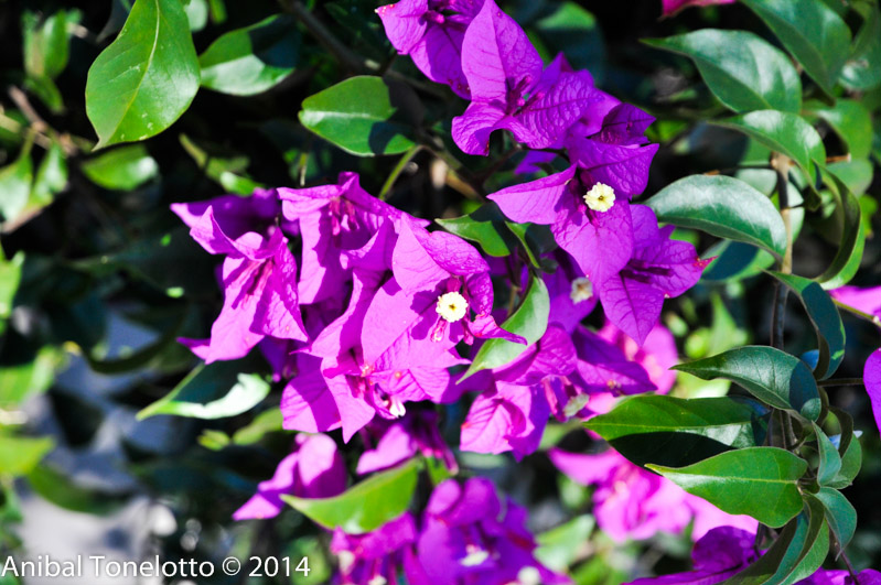 _DSC4550.jpg
